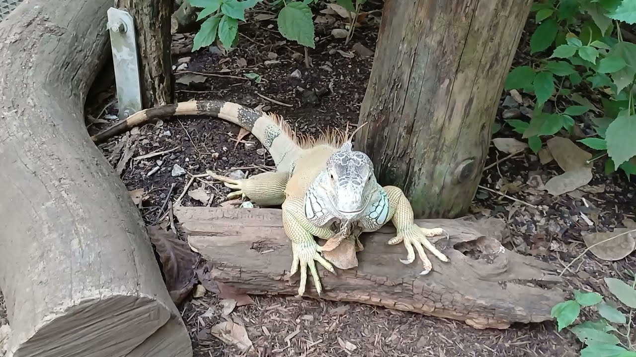 Zoo Krefeld 07.06.2024