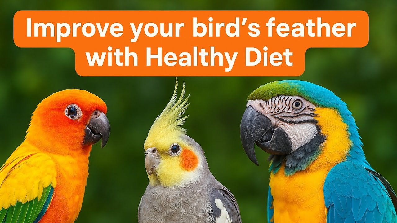 Improve your Birds feathers Naturally /  Healthy Diet  tips .✨🦜🥦🍎#FeatherCaretips #Petbirdcare 