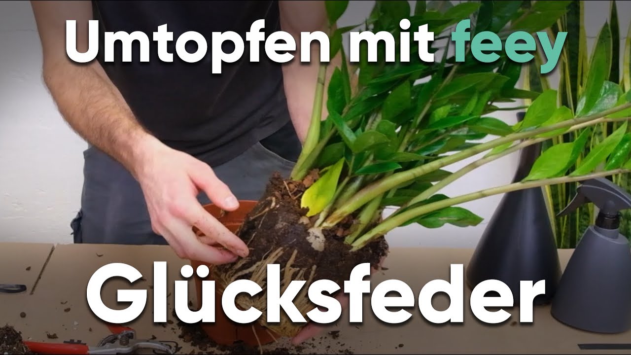 Wie topfe ich eine Gl&uuml;cksfeder um? - Umtopfen mit feey