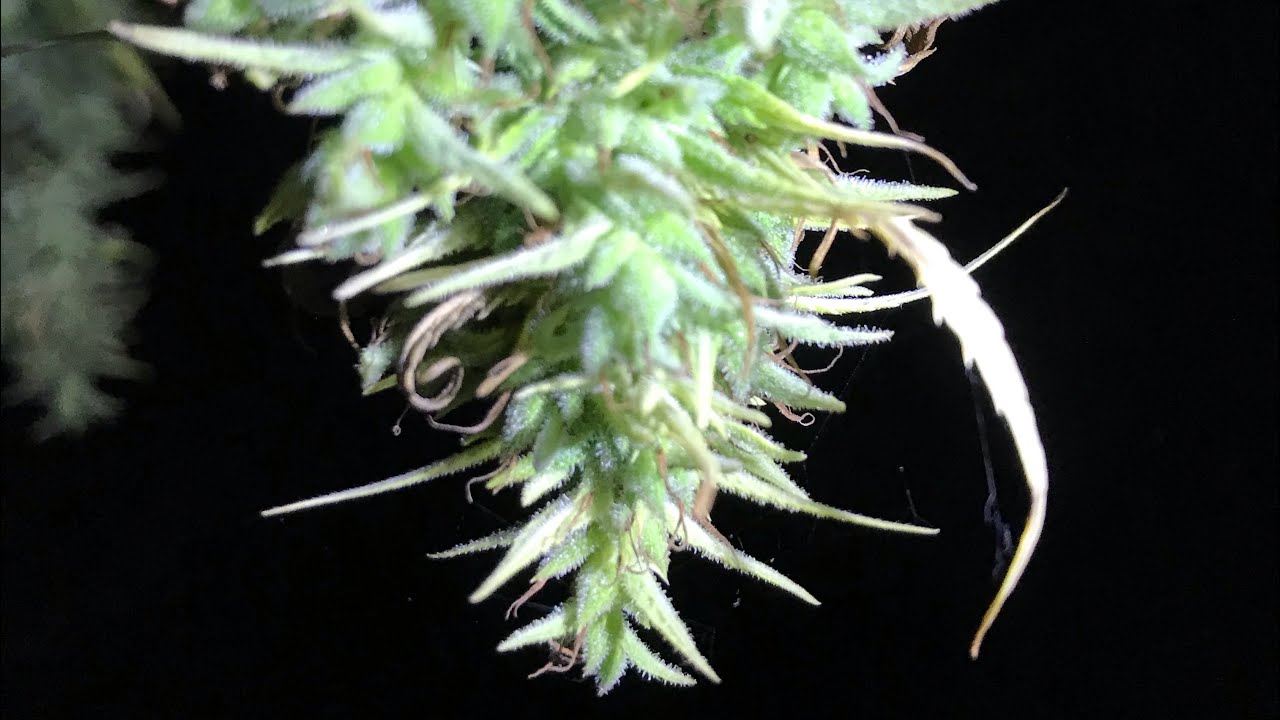 Outdoor cannabis garden 2020. Harvest tip #3 undressing the buds.