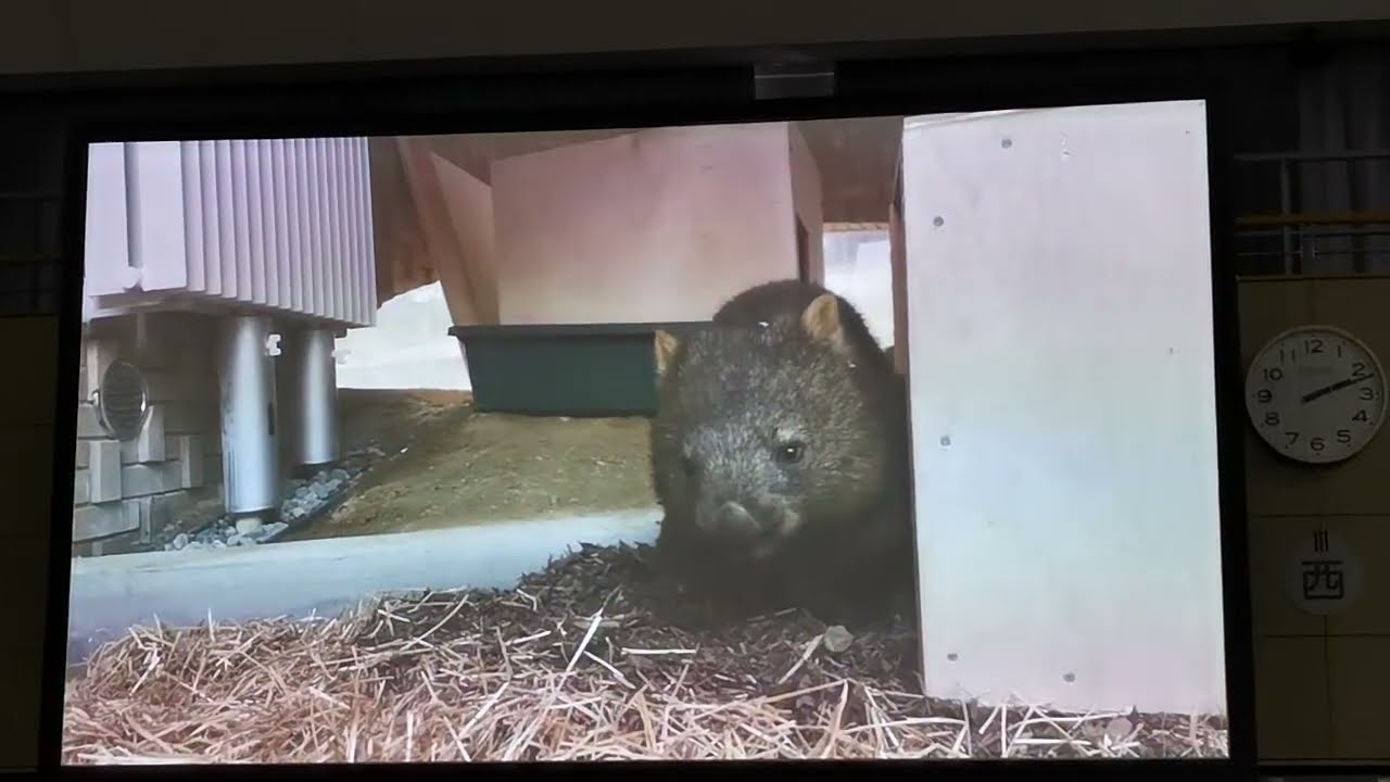 五月山動物園の新ウォンバット搬入の様子
