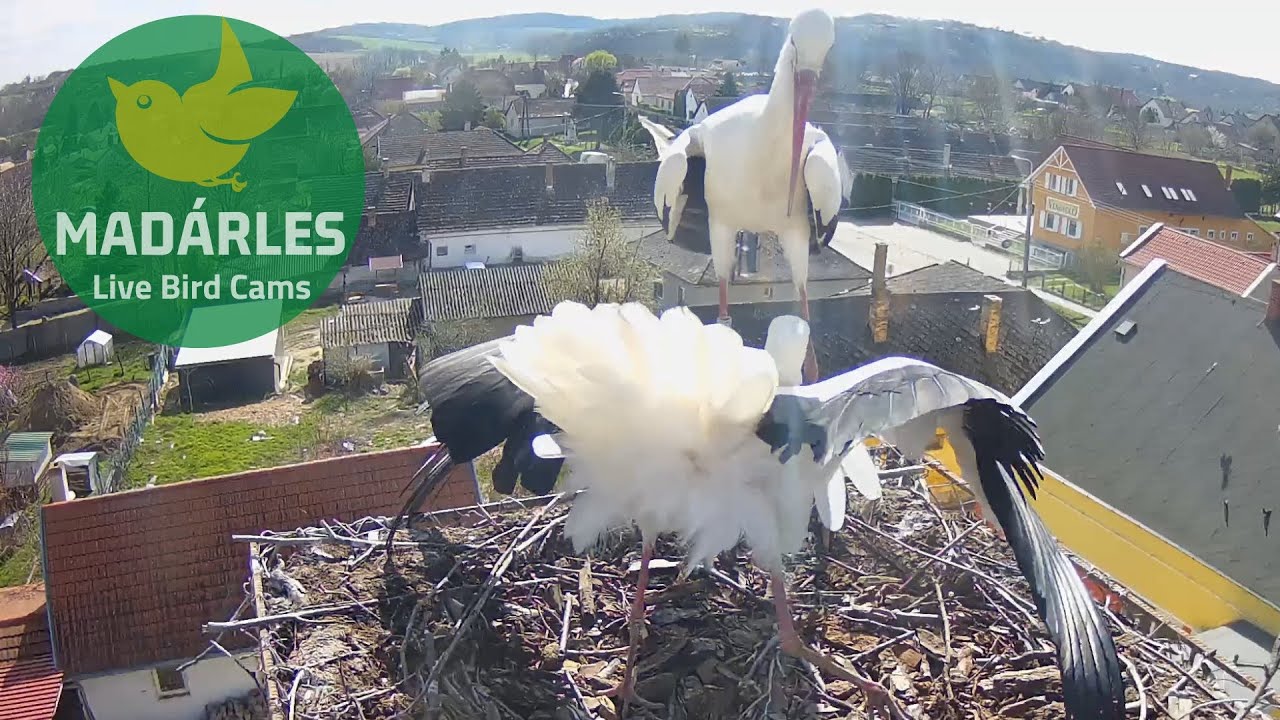 A ringed male stork arrived to the nest in Ságvár. Ring details in description