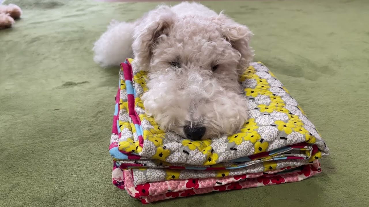 一週間犬連れ車中泊旅に出るので超簡単なカフェマット作ってみたよ