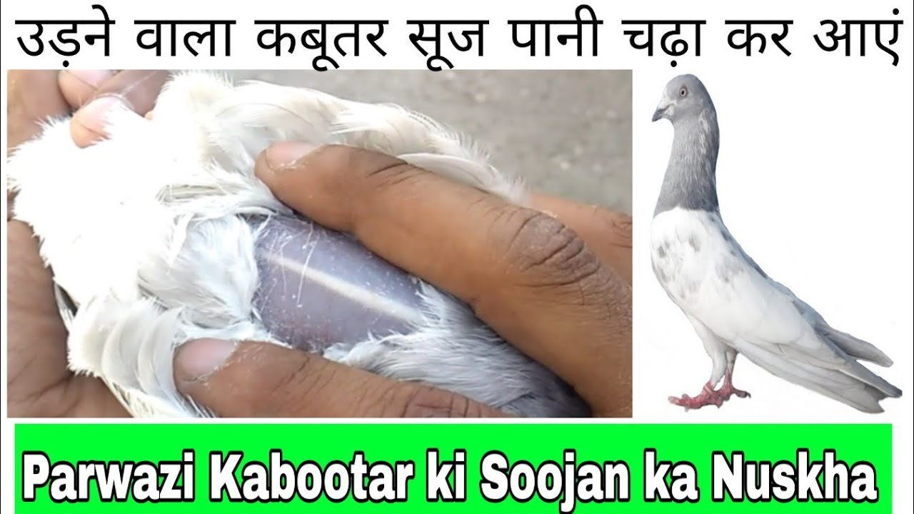 Kabootar ki Soojan ka Nuskha |Parwazi Kabootar ki Soojan ka ilaj