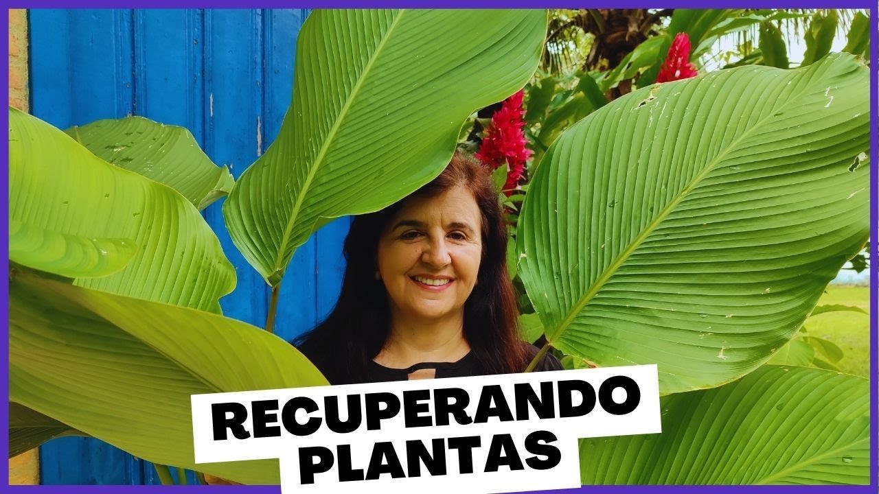 Maranta Charuto: Do Caos à Elegância - Dicas para Recuperar uma Planta Abandonada