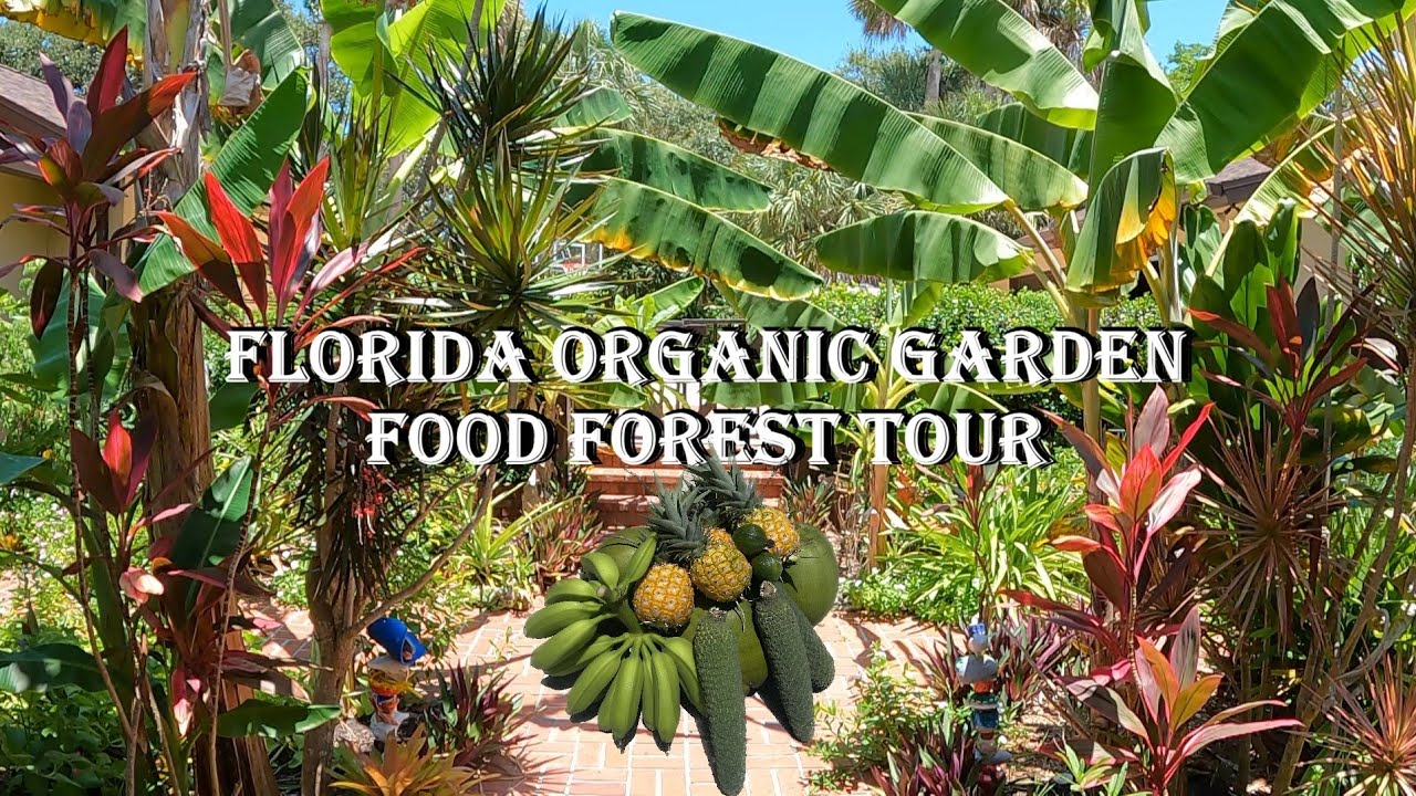 Florida Organic Edible / Tropical Garden Food Forest Tour | July Zone 10a