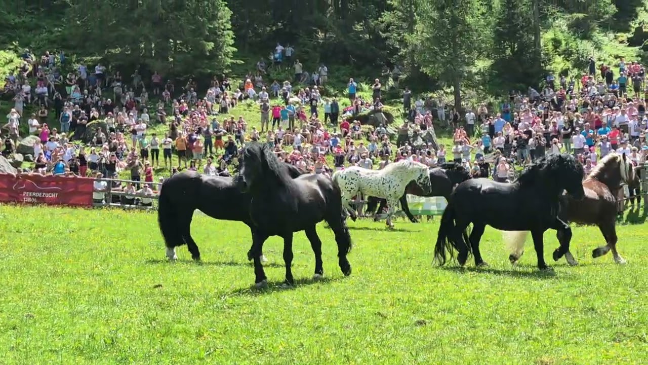 Noriker Hengstauftrieb 2025 Kirchberg