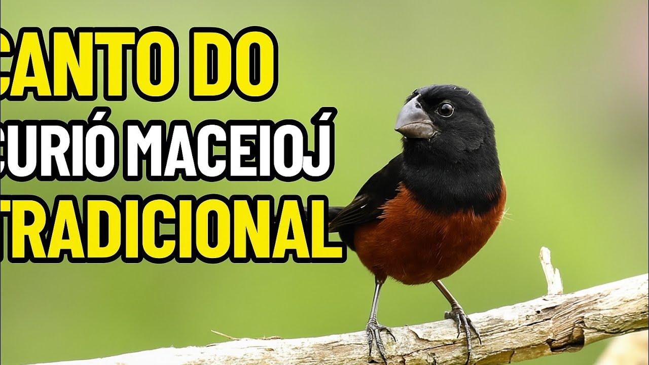 Curió Maceió Tradicional