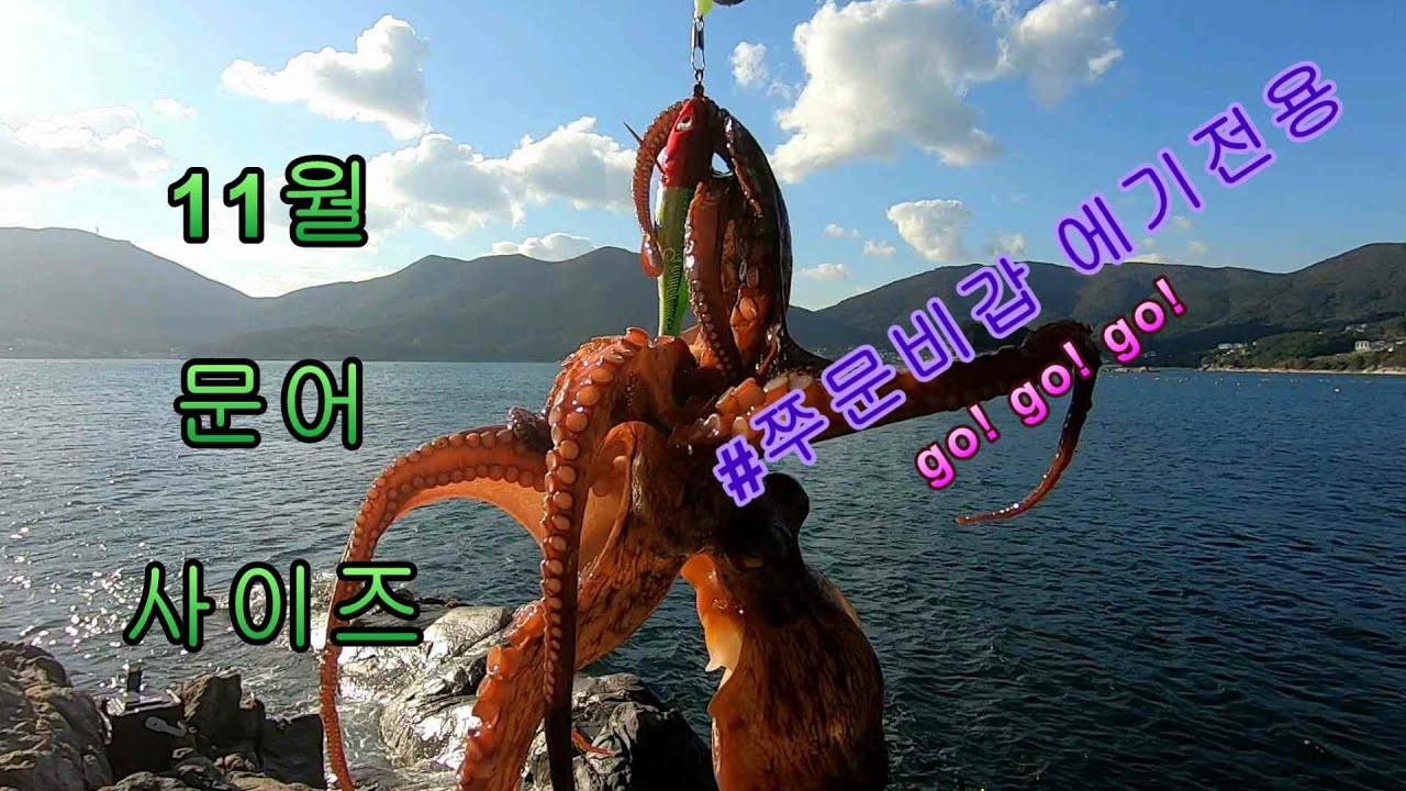 무겁다! 무거워~~~ 11월 문어 사이즈 지금부턴 사이즈죠~! [쭈문비갑 에기전용 봉돌]