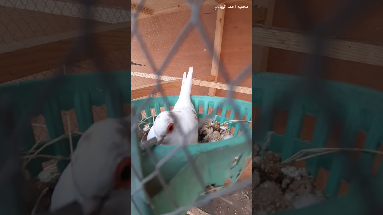 الحمام الملكي الماسي والزيبرا فنش