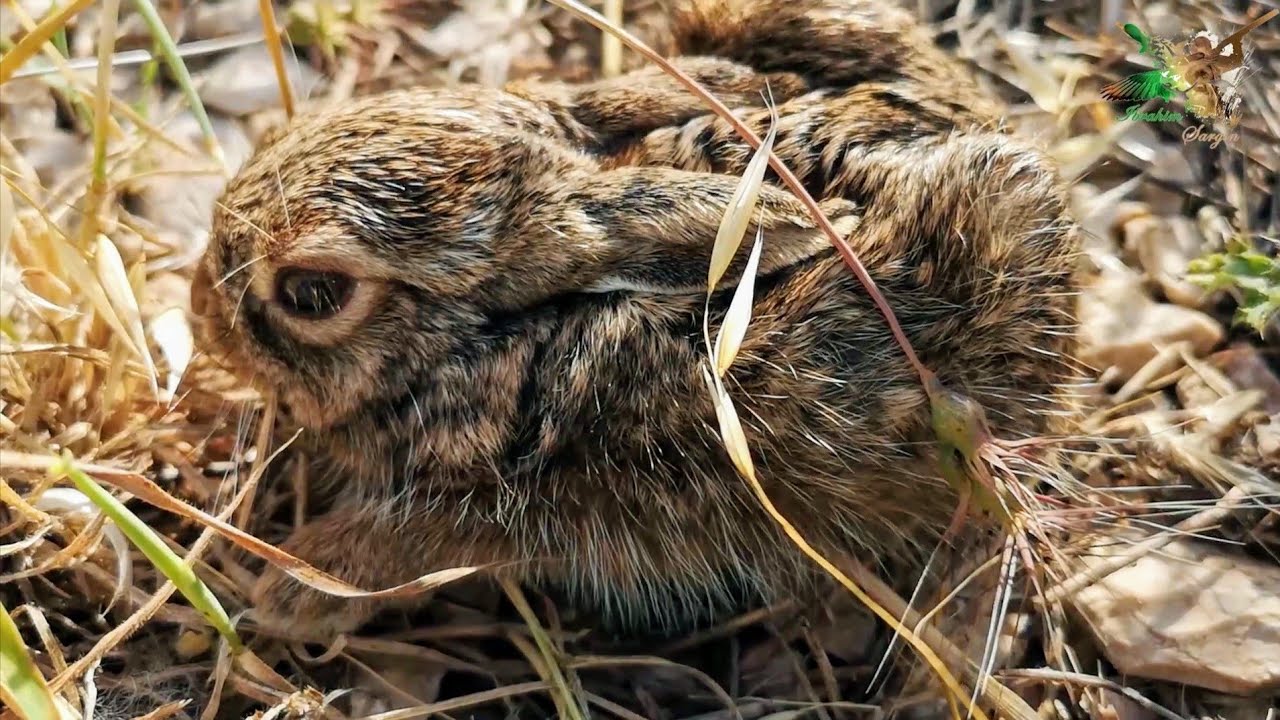 Yavru Yaban Tavşanı buldum 🐇