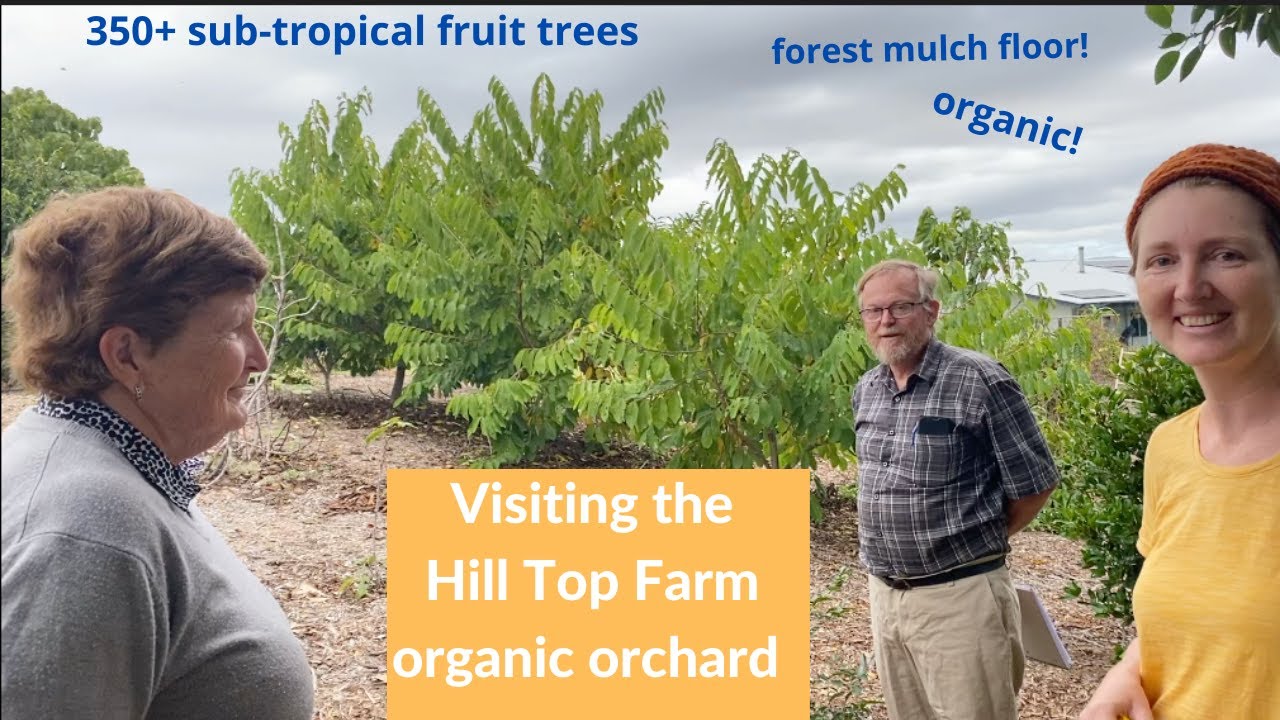 350+ Rare Sub-Tropical Fruit Trees: Backyard Orchard Tour 2020