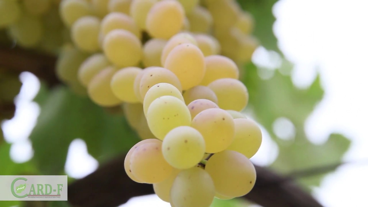 CARD-F's Development of Grapes Value Chain in Afghanistan