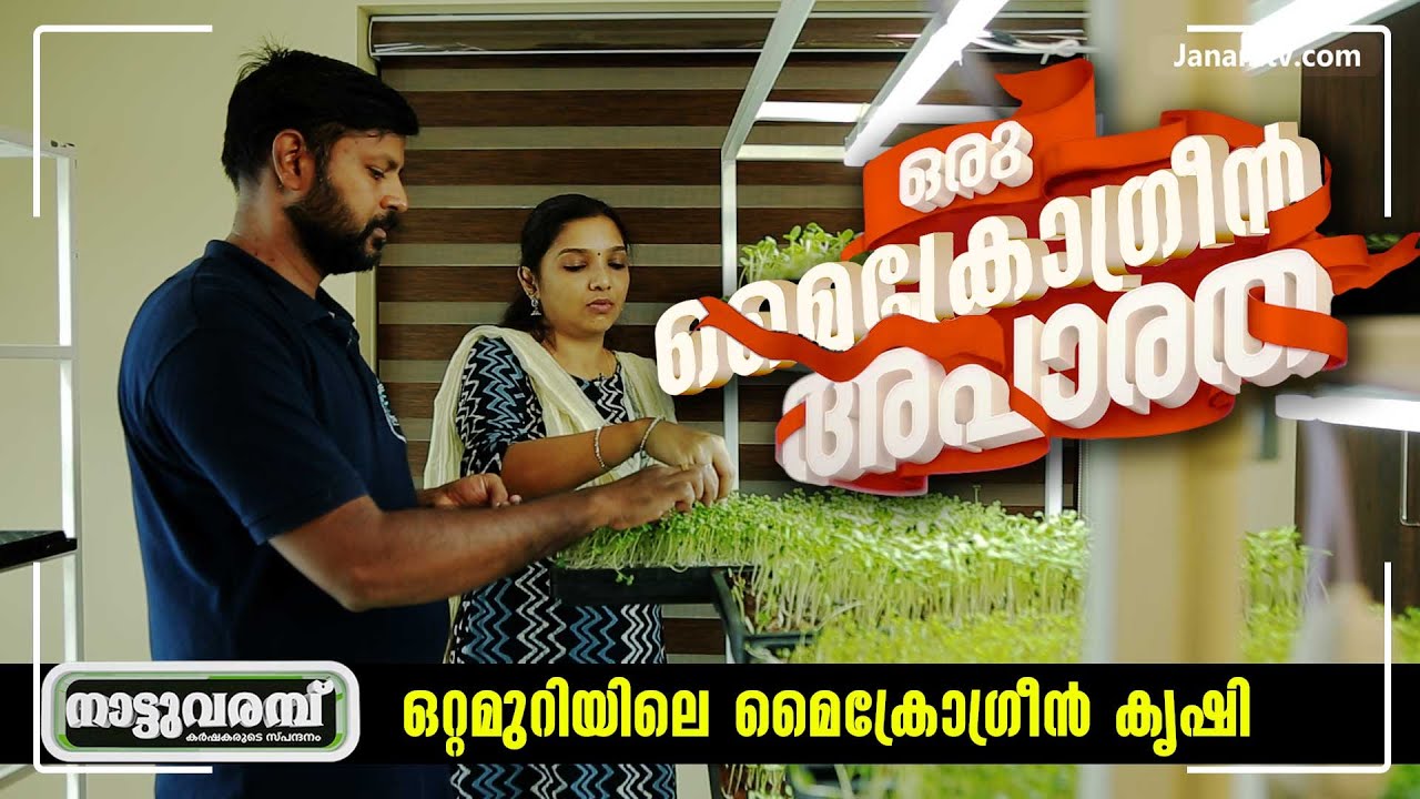 ഒറ്റമുറിയിലെ മൈക്രോഗ്രീൻ കൃഷി | PART 1 | MICROGREENS | MICROGREEN CULTIVATION | NATTUVARAMBU #234