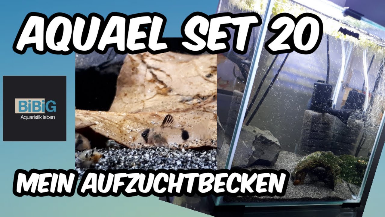 Mein Aquael Set 20 als Aufzuchtbecken | Unboxing & Einrichtung für die optimalen Bedingungen | BiBiG