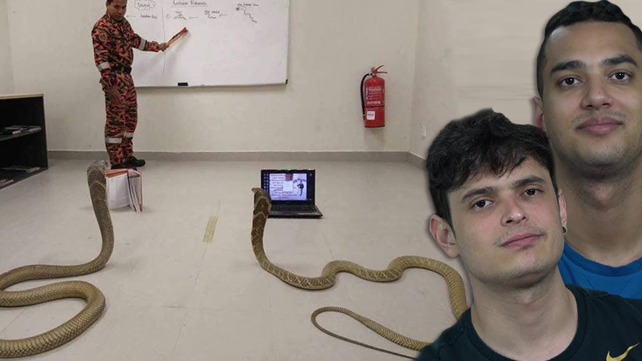 OS ANIMAIS MAIS INTELIGENTES DO MUNDO