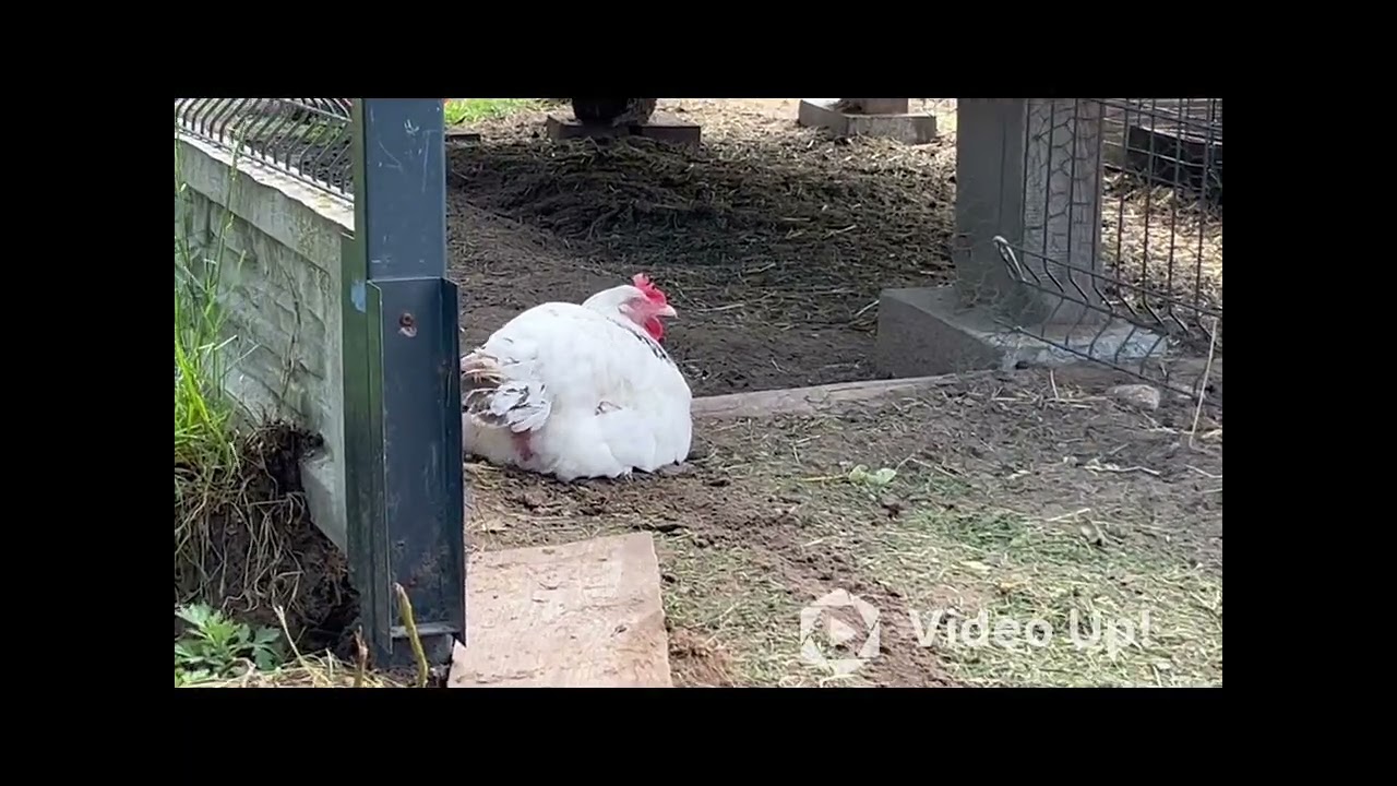 Jak sobota to robota 💪🏼 Zabezpieczenie wybiegu przed jastrzębiami, nowy plotek w ogródku itp 🙂