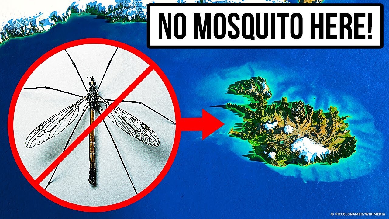 The Only Place in the World with No Mosquitoes