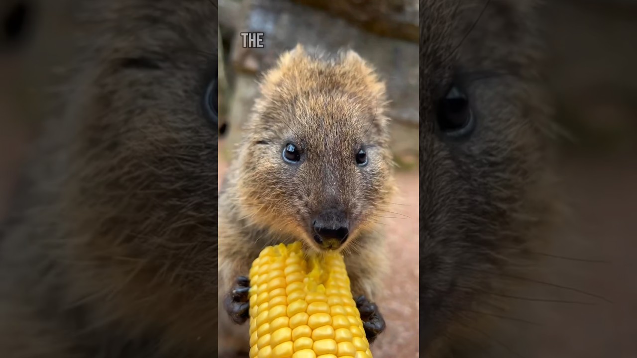 This Animal Will Put A Smile On Your Face! #animals #shorts #quokka