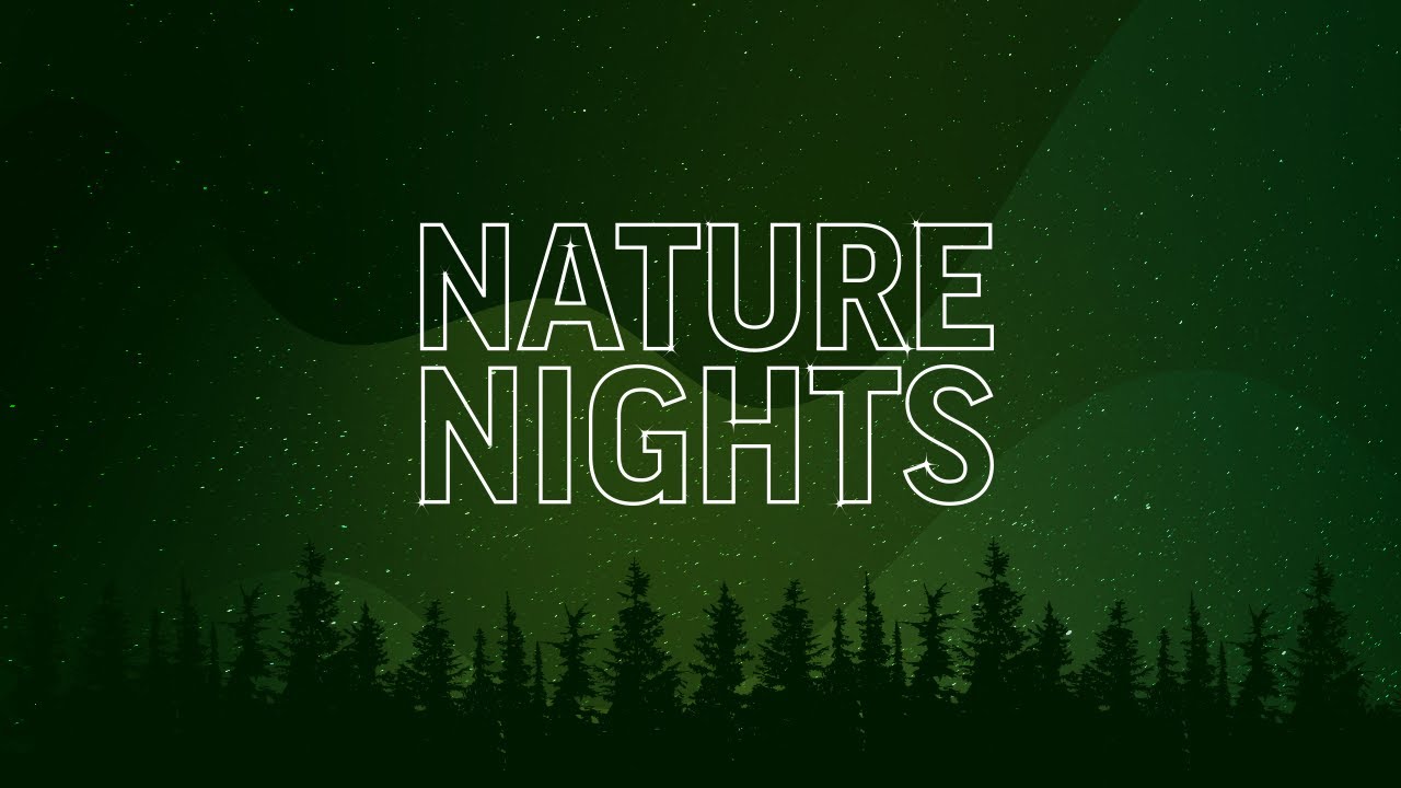 Nature Nights: Central Oregon's Stealthy Sierra Nevada Red Fox