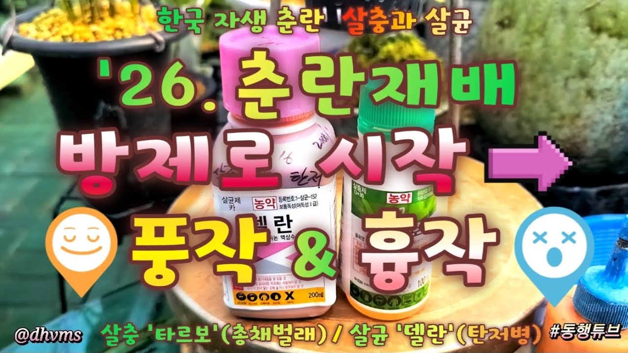 [필수 방제] ['26. 춘란 재배, 방제로 시작] 🌱살충제 '타르보' 총채벌래잡이 / 살균제 '델란' 탄저균 방제🪴('26.1.31)