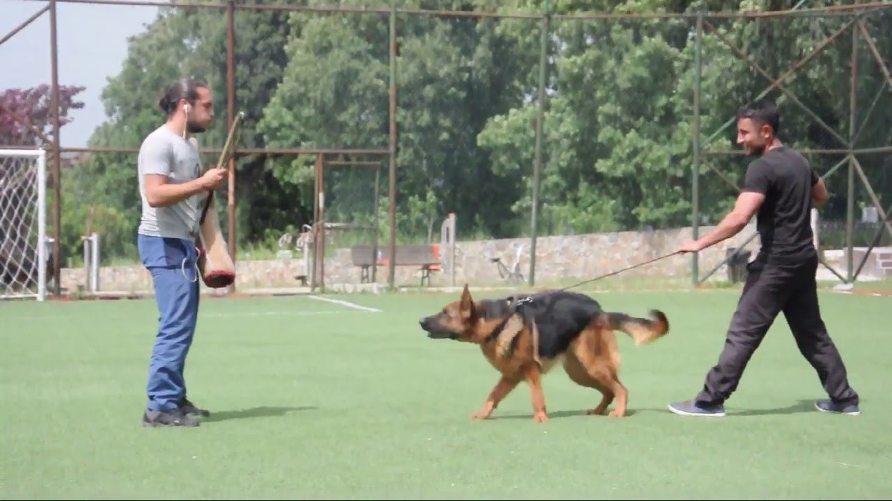 Alman Kurdu Paşa Bodyguard Eğitimi