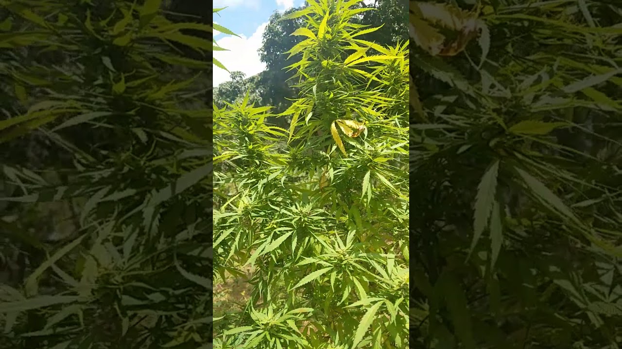 Jamaica weed adventure