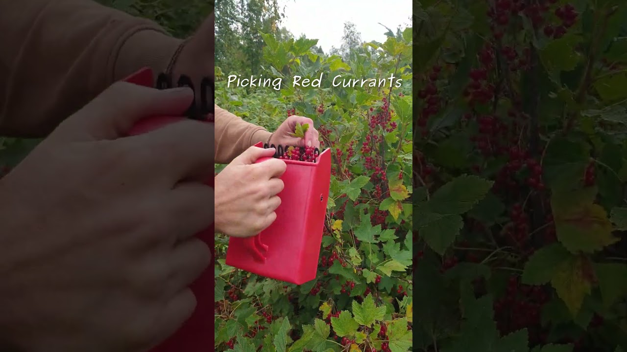 This Tool Makes Red Currant Berry Picking SO Easy!