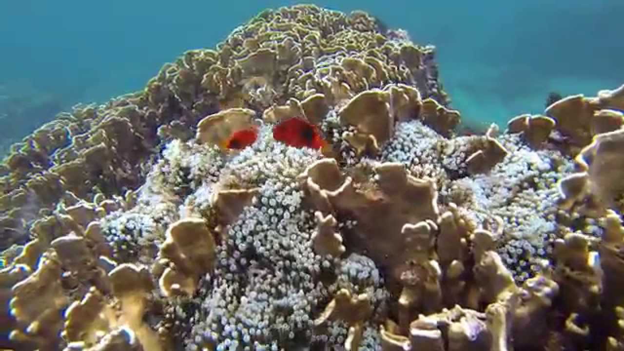 Snorkeling in Pulau Weh, Sabang, Aceh, Iboih, Sumatra Indonesia 2014