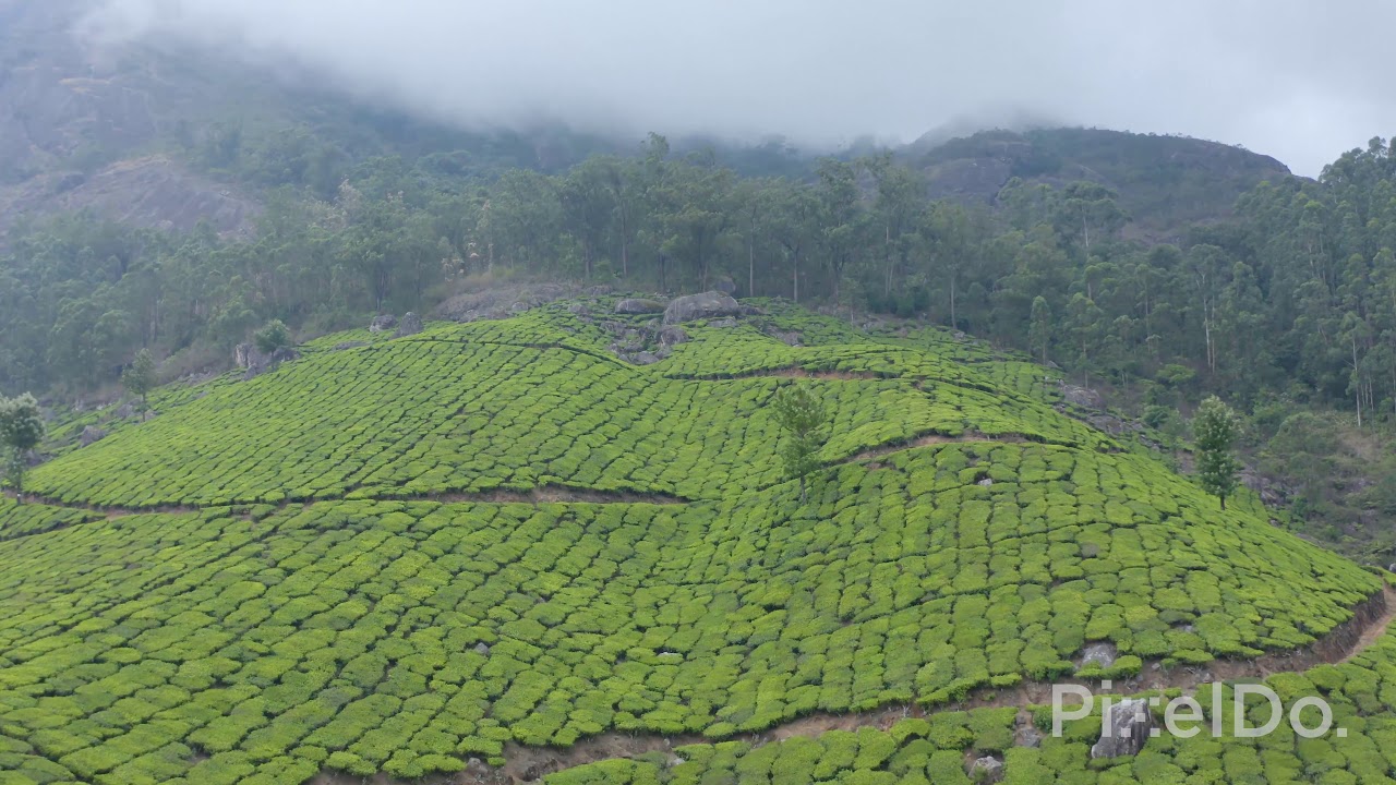 Munnar Tea Plantation Drone Video