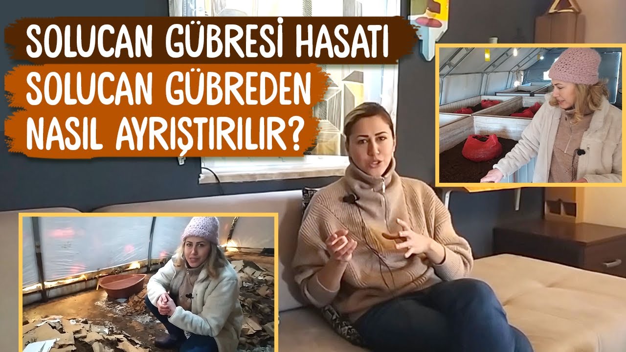 SOLUCAN GÜBRESİ NASIL HASAT EDİLİR? | GÜBRE SOLUCANLARDAN NASIL AYRIŞTIRILIR?