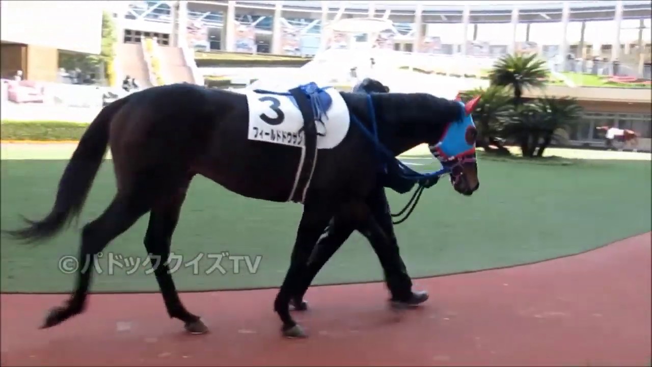 【現地映像】勝った馬わかる？競馬初心者向きのパドッククイズ難易度F