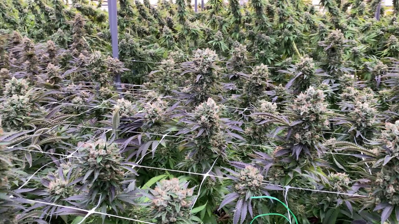 Sexy buds