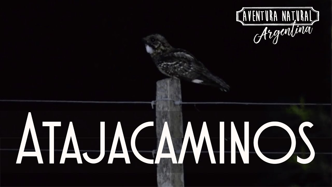 Atajacaminos un ave nocturna y misteriosa