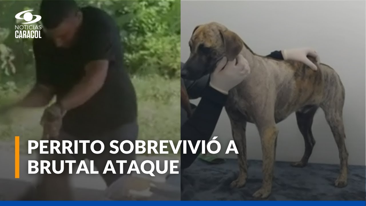 As&iacute; avanza la recuperaci&oacute;n del perrito que fue brutalmente agredido en Bol&iacute;var