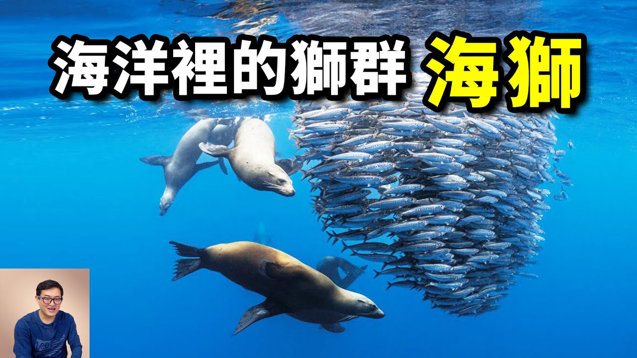跟鯊魚、海豚合作，從沙丁魚吃到金槍魚，現在連企鵝也不放過！智力超群的「海中之獅」&mdash;&mdash;海獅【老肉雜談】