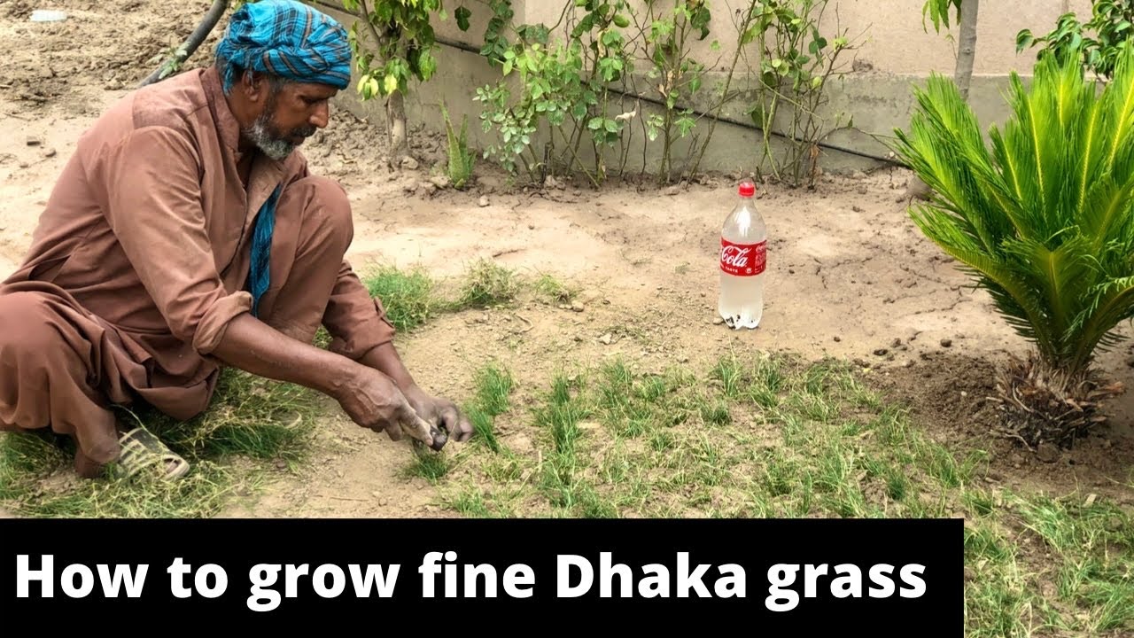 How to grow fine Dhaka grass. Urdu / Hindi