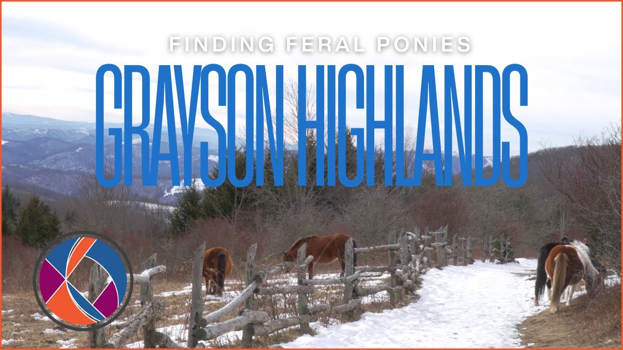 The Ponies of Grayson Highlands State Park | The Current