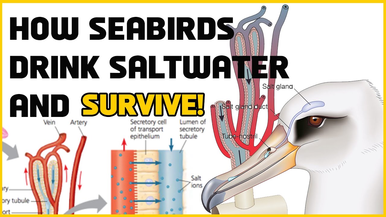 How Seabirds Drink Saltwater and Survive! #wildlife #seabirds #saltwater #science