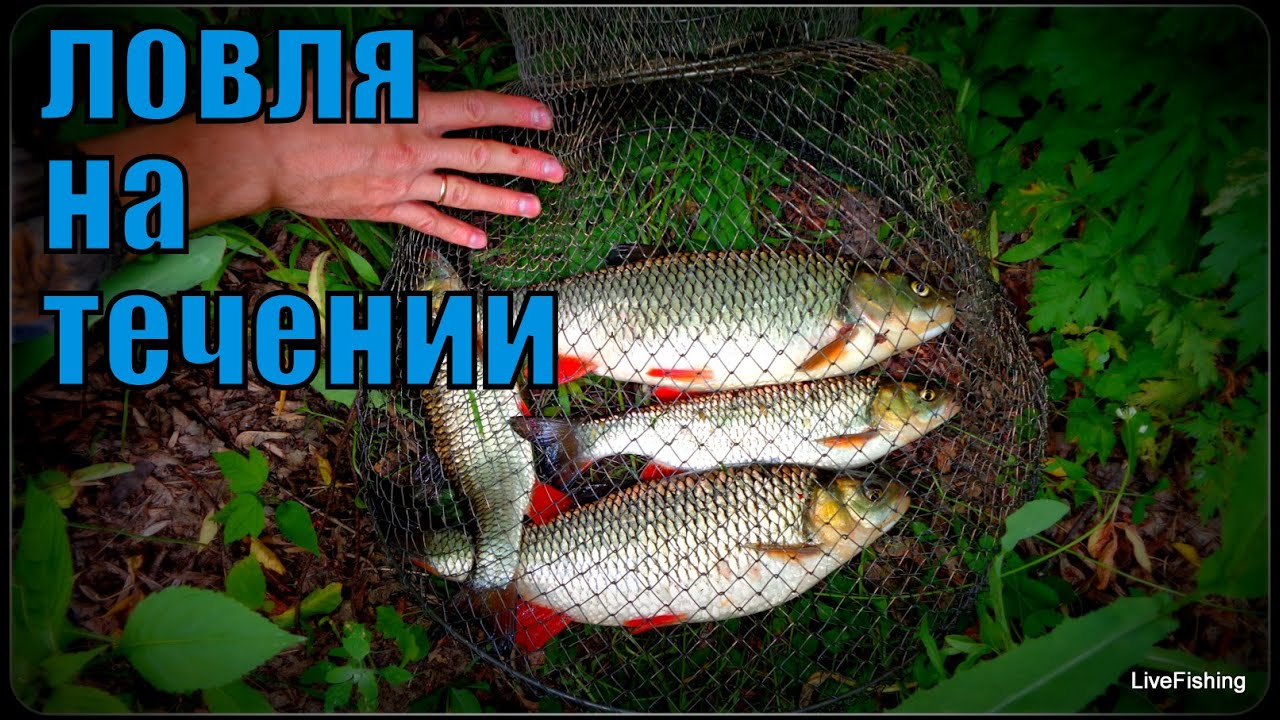 Ловля голавля на течении. Река Дон .Ловля на поплавок.