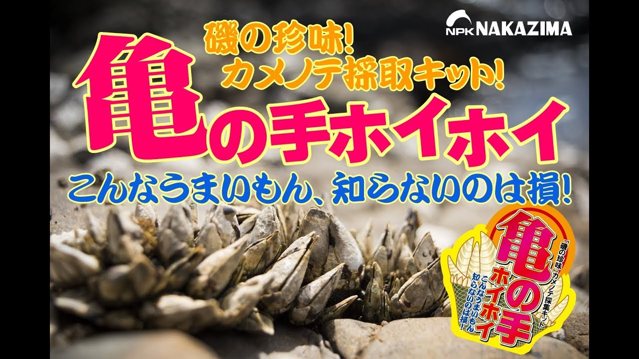亀の手ホイホイ/磯の珍味！カメノテ採取動画
