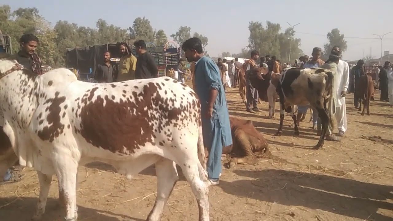 بہاولپور مویشی منڈی خوبصورت چولستانی بچھڑے منگل کے دن منڈی ڈاؤن 