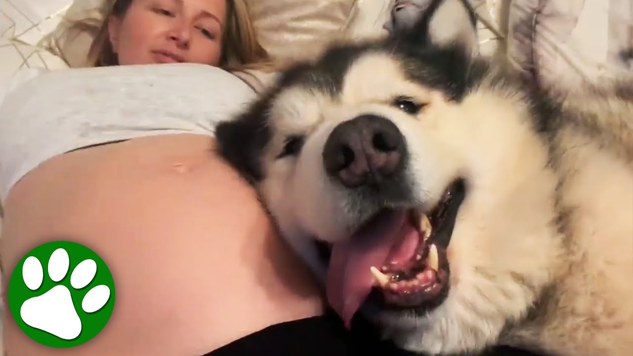 Dogs notice something weird going on inside mommy's belly 👶 ❤️ 🐶