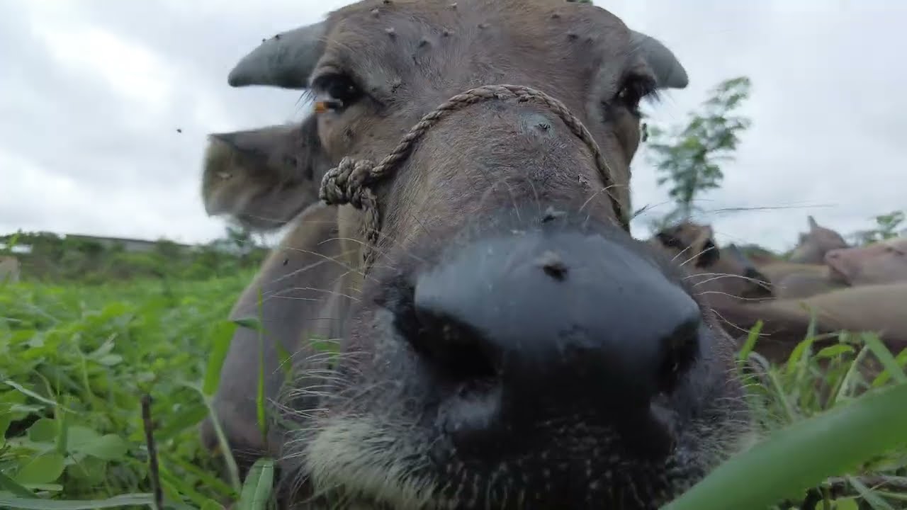 Buffalous in Laos.