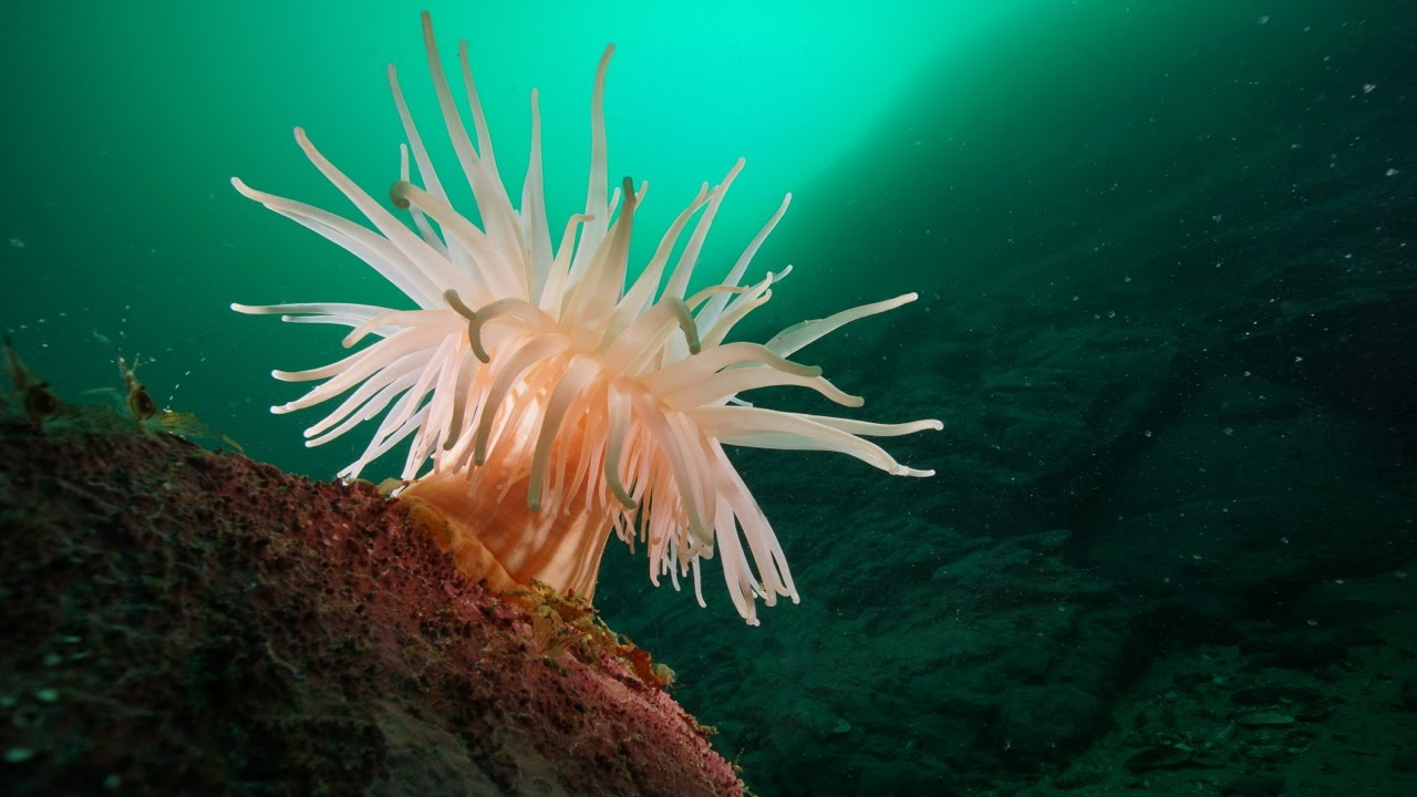 deepblue - diving in the north atlantic