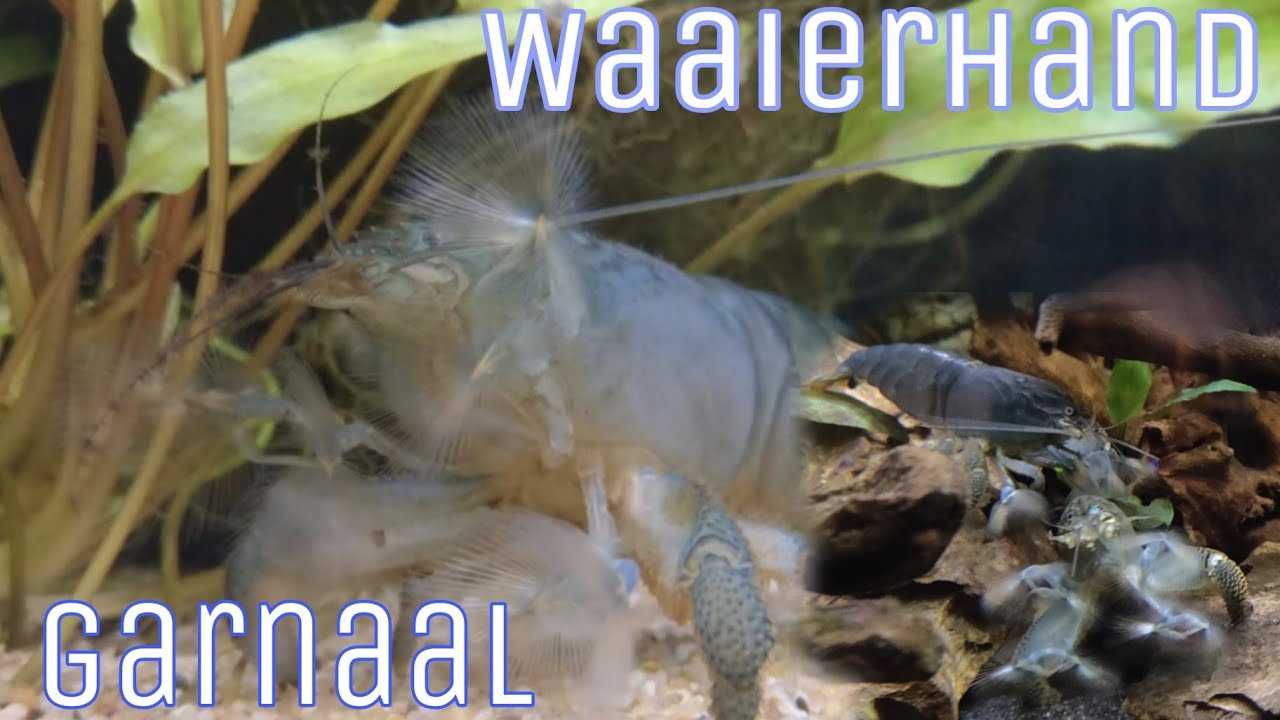 WAAIERHAND GARNALEN: Huisvesting, waterwaarden, voeding etc!  //Nickey//