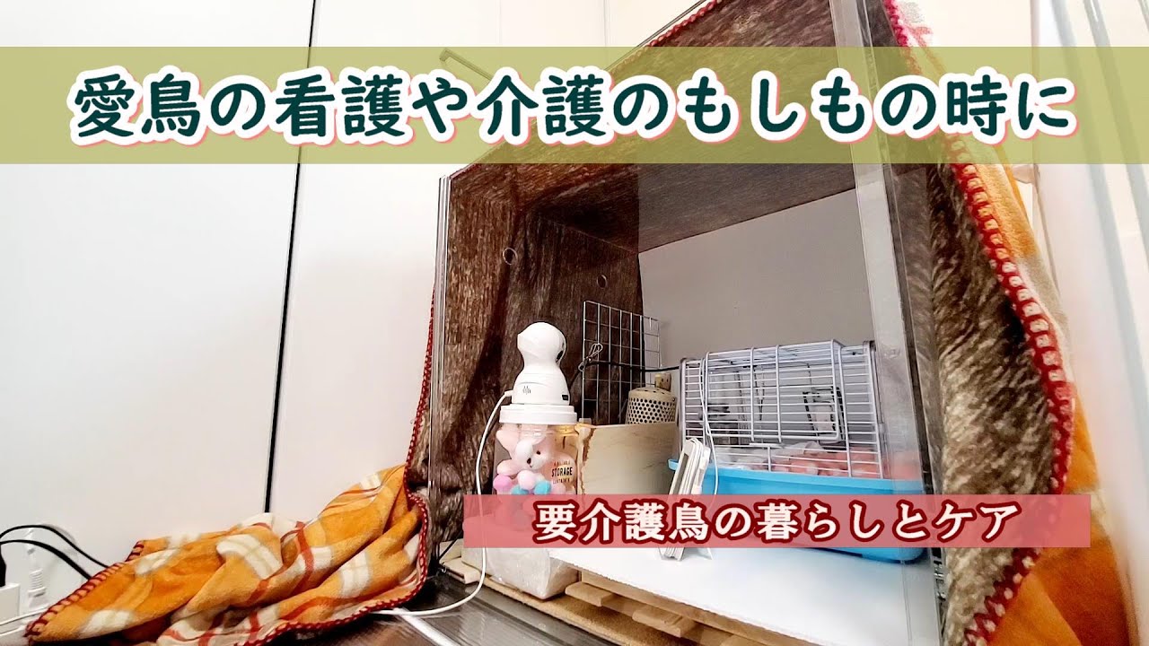 【愛鳥の看護や介護のもしもの時に】我が家の鳥さんの事例ですが看プラ看キャリの実用例やその他グッズなどの紹介です　pino hana  オカメインコ・コキンチョウ・十姉妹・文鳥