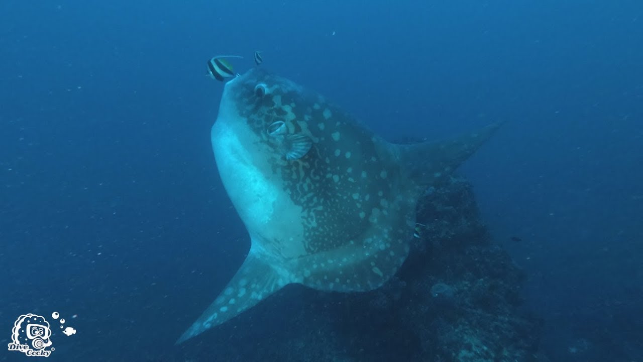 Best of Diving with Mola Mola & Mantas in Bali - Nusa Penida