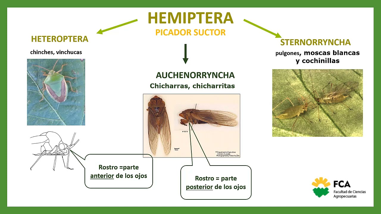 TTPP Nº5. Orden Hemíptera: Sub órdenes Auchenorrhyncha y Stenorryncha (Módulo1)