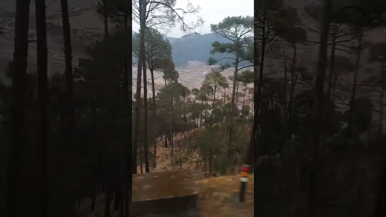 Hill station journey nice pine #tree #hill #naturelovers #uttarakhand #india india